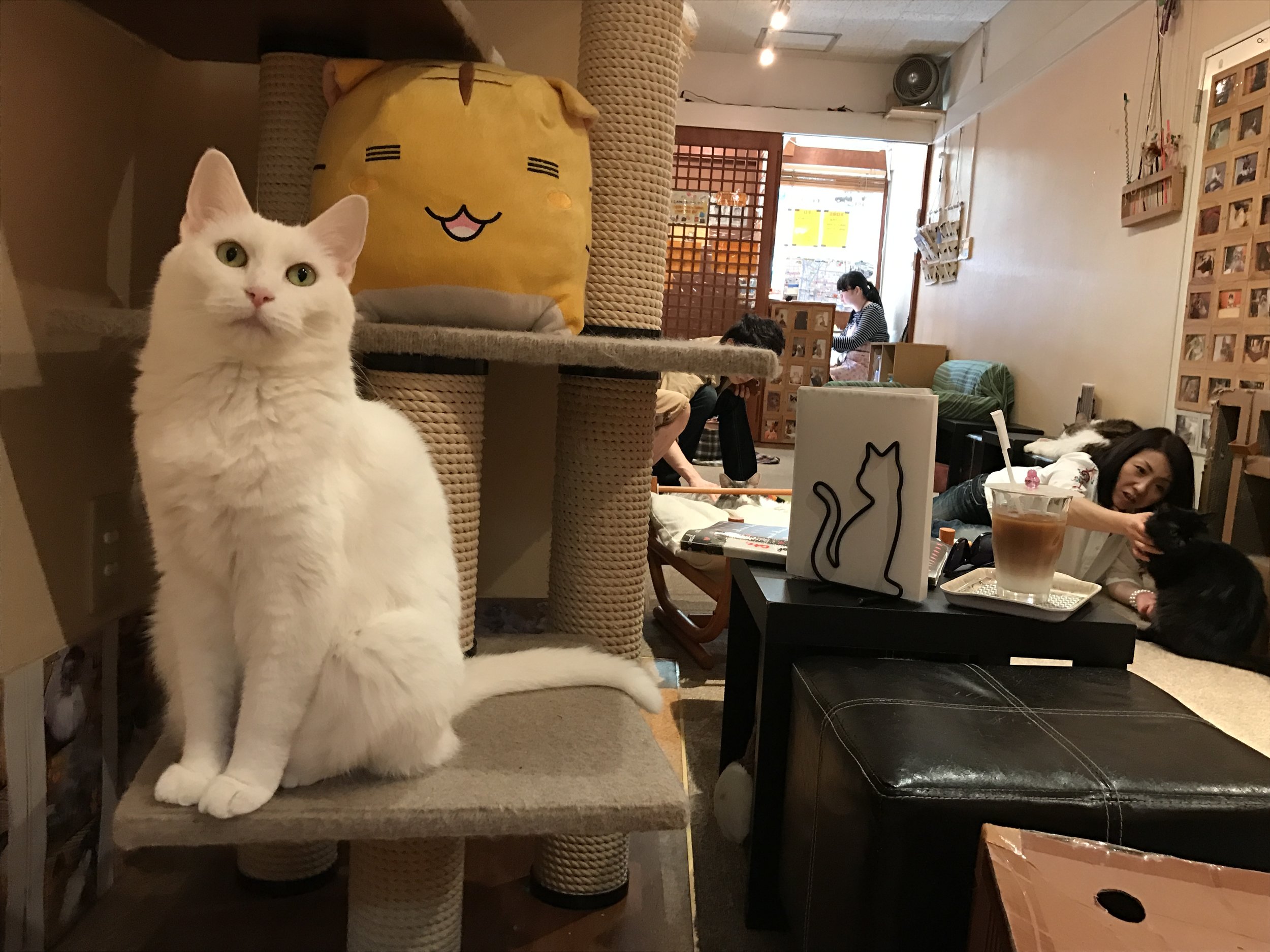 Cat Cafe JaLaLa — The Neighbor's Cat